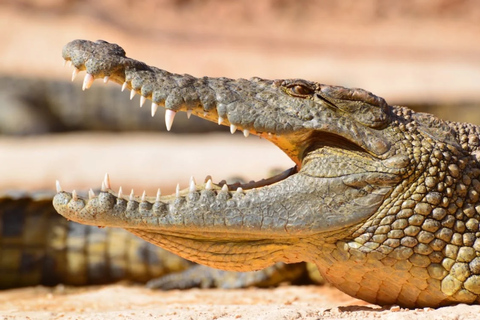 Agadir Crocoparc Entry Ticket with Botanical Gardens Access