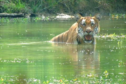 Chitwan Dschungel Safari Tour: 3-tägige Tour durch den Chitwan-Nationalpark