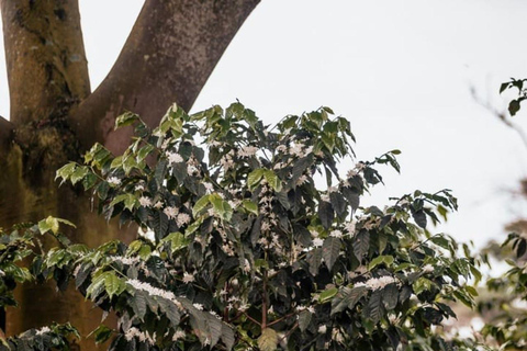 Nairobi: Fairview Coffee Estate Tour & Tasting