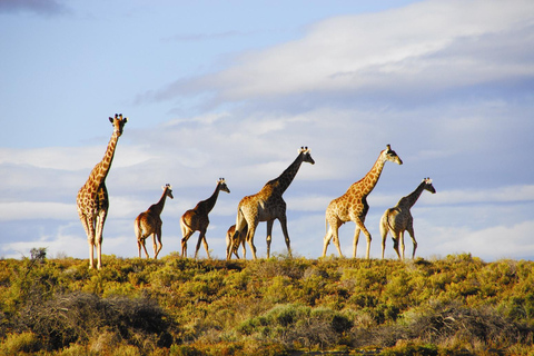 Big Five Safari en Breede River Valley begeleide dagtrip