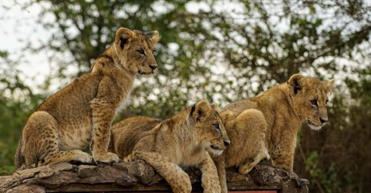 Halbt Gige Gef Hrte Tour Durch Den Nairobi Nationalpark Mit Kostenloser