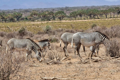 3 Days, 2 nights safari to Samburu National Reserve 3 Days private safari in a 4x4 Landcruiser jeep