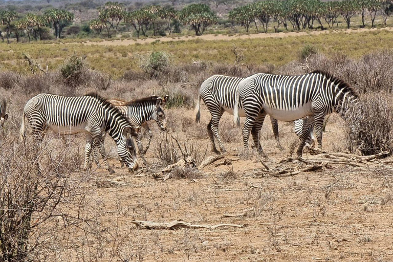 3 Days, 2 nights safari to Samburu National Reserve 3 Days private safari in a 4x4 Landcruiser jeep