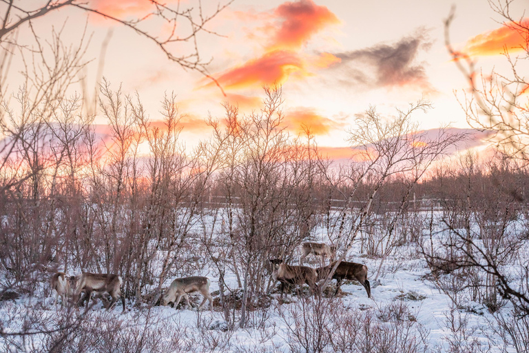 Abisko: Sami Reindeer Experience with Snowshoeing & Snacks