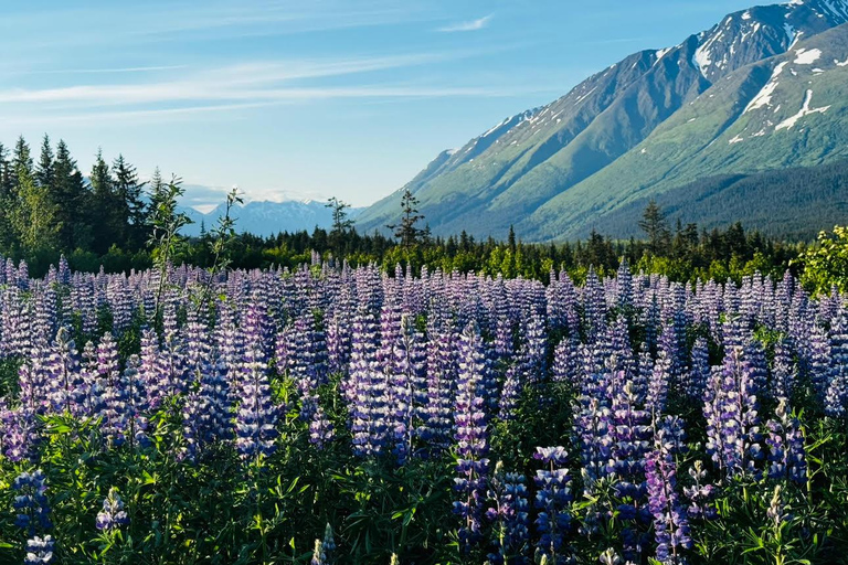 Seward to Anchorage Scenic Tour with Airport drop-off