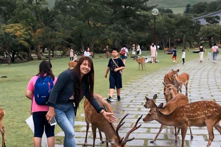 奈良公园：隐秘小径与鹿群导览之旅（含接送服务）
