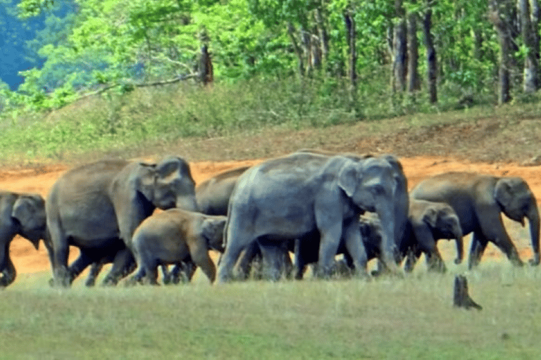 South India Tour : Hidden Saffron Heritage Trails Tour With Proffessional Tour Guide Only.