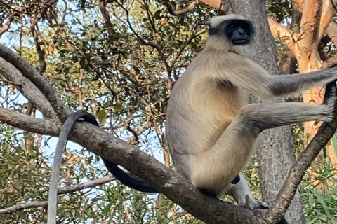 Mumbai: Kanheri Caves + Golden Pagoda Temple Only Kanheri Caves Tour