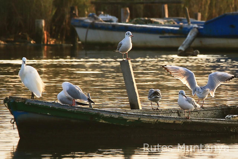 Ebro Delta: Birding and Bird Photography in a Van
