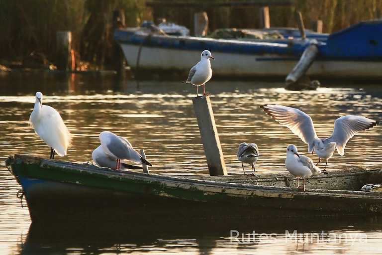 Ebro Delta: Birding and Bird Photography in a Van