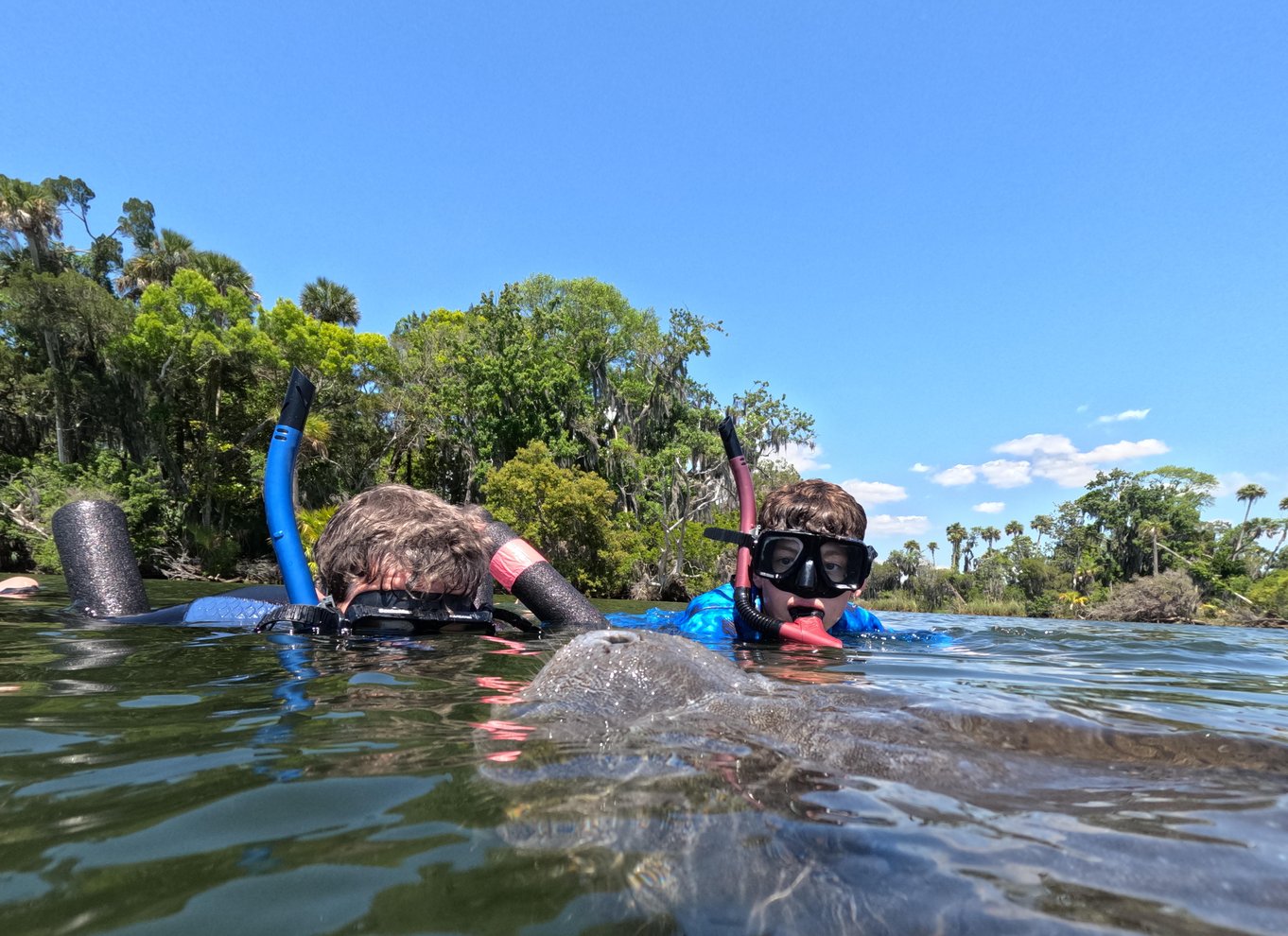 Crystal River: Guidet snorkeltur med søkøer