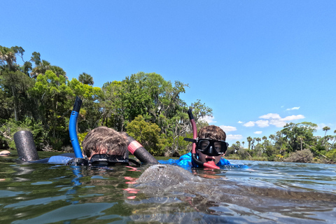 Crystal River: Guided Manatee Snorkeling Tour