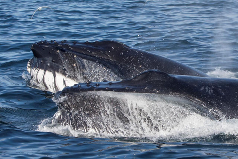 Ólafsvík: Whale Watching Tour