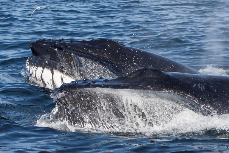 Ólafsvík: Whale Watching Tour