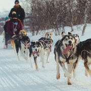 Kirkenes: tour en trineo con huskies