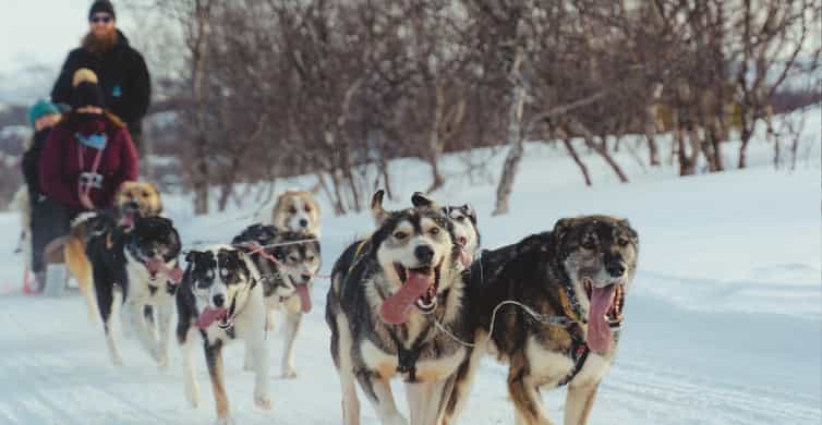 Traîneau à huskys à Kirkenes