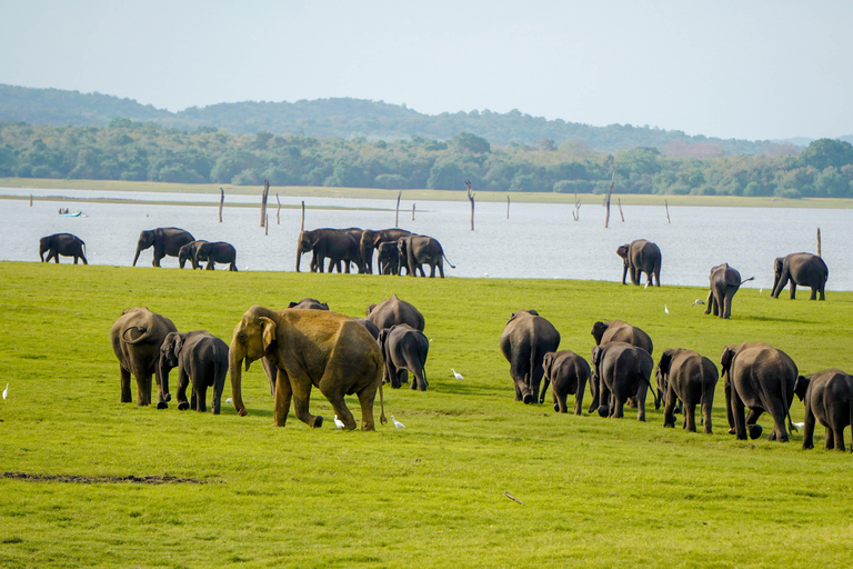 Sigiriya Rock Hike & Minneriya Elephant Safari – Day Tour Sigiriya Pickup & Drop off with Safari