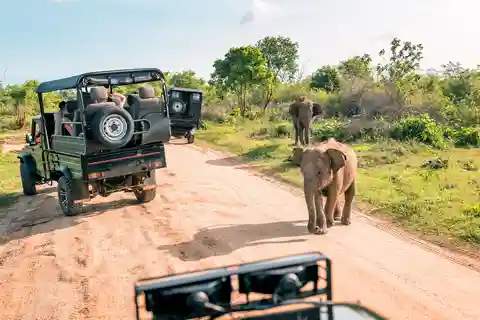 Sri Lanka en 6 jours : Anciens royaumes et merveilles sauvages