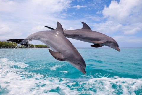 Privates Delphinschwimmen/Schnorcheln & Mittagessen auf der Insel Benitiers