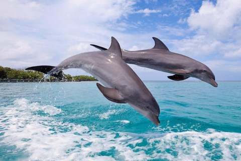Prywatne pływanie z delfinami/snorkeling i lunch na wyspie Benitiers