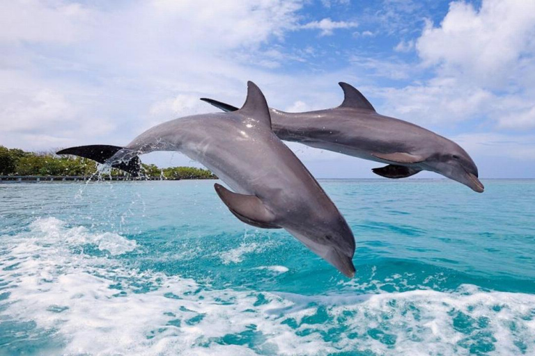 Prywatne pływanie z delfinami/snorkeling i lunch na wyspie Benitiers