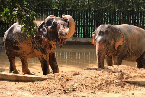 Koh Samui: Ethical Elephant Home Guided Tour with Transfers
