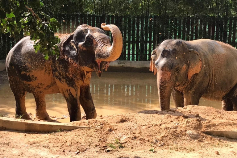 Koh Samui: Ethical Elephant Home Guided Tour with Transfers