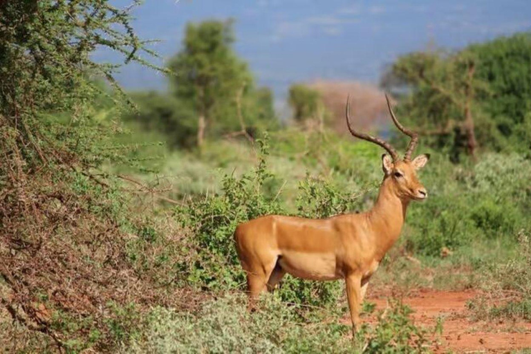 2 days 1 night saltlick safari from Diani/Mombasa.