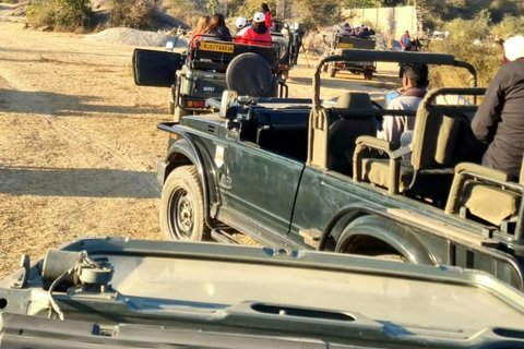 De Jaipur: Viagem de 1 dia ao Parque Nacional Sariska com SafariSafari de manhã cedo