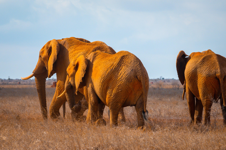 From Diani Beach or Mombasa: 2-Day Tsavo East Safari