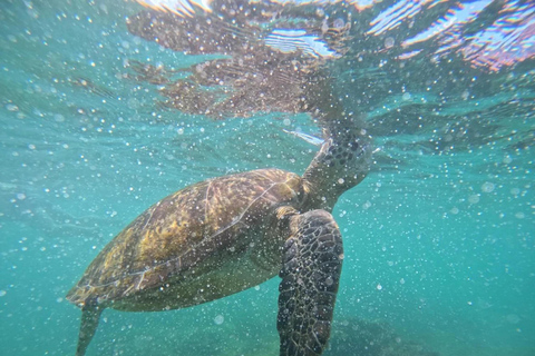 Mirissa: Guided Snorkeling Tour with GoPro Photos & Videos