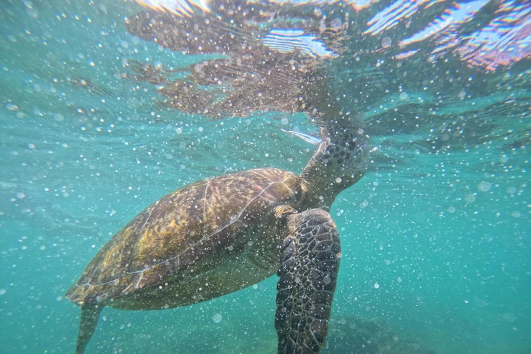 Mirissa: Guided Snorkeling Tour with GoPro Photos & Videos
