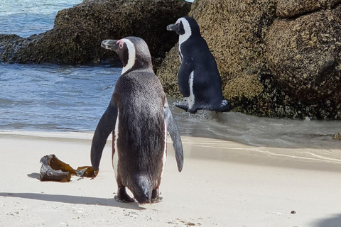 Luxury Cape of Good Hope & Penguin Tour