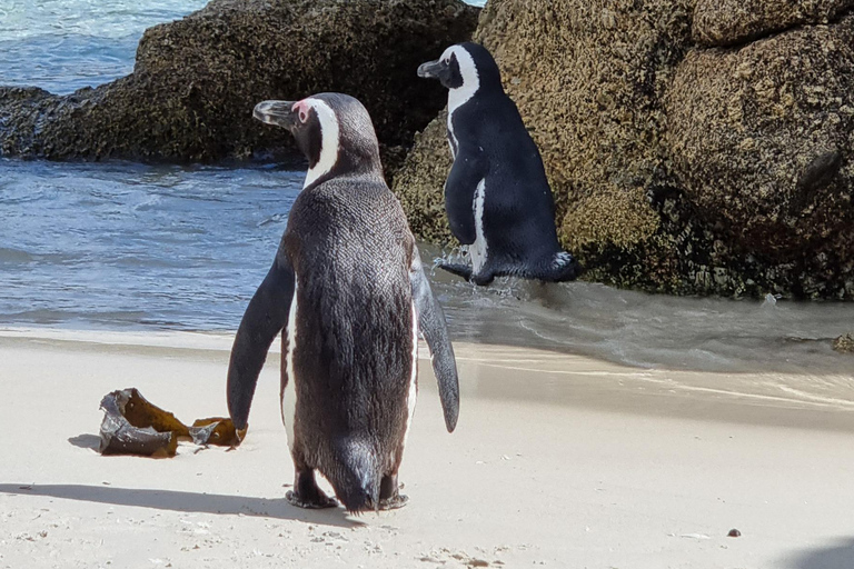 Luxury Cape of Good Hope & Penguin Tour