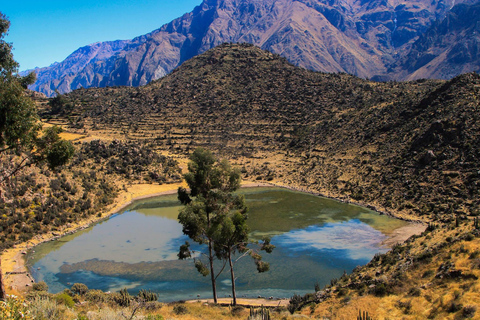 Excursão de 1 dia ao Colca Canyon + fontes termais