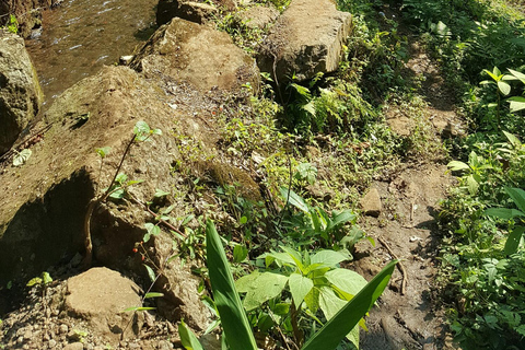 Moshi: Guided Waterfall Hike with Local Stories