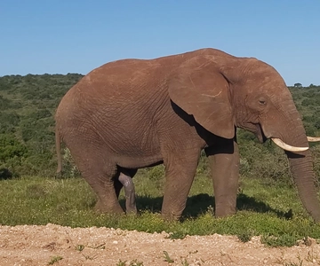 From Port Elizabeth: Addo Elephant National Park Safari