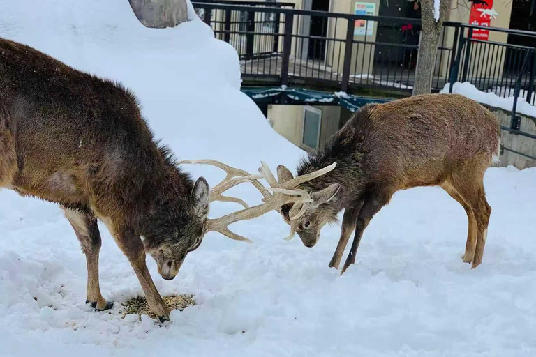 Small Group Hokkaido Sapporo Abashiri 9-Guest 2-Day Tour 07:30 Pick&Drop from Hotel/BnB