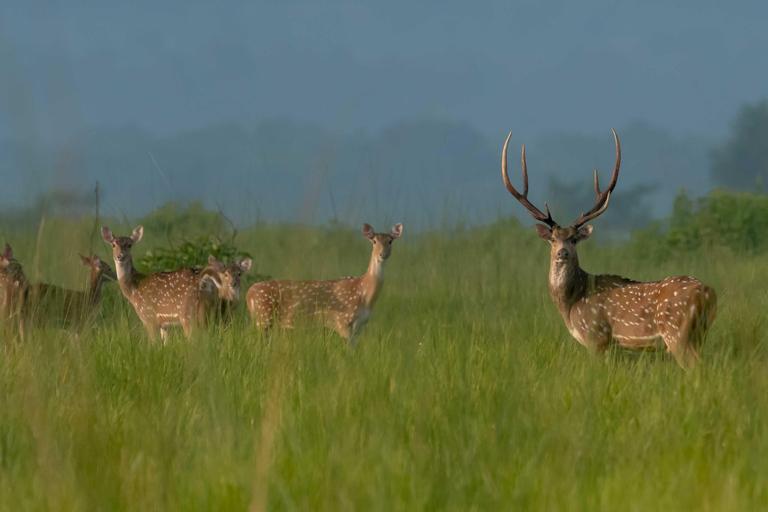 Chitwan National Park Tours: 3 Nights 4 days Full Package