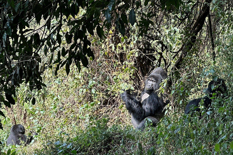 Uganda: Gorilla Trekking and Walking Safari 6-Day Tour