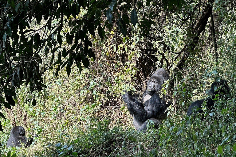 Uganda: Gorilla Trekking and Walking Safari 6-Day Tour