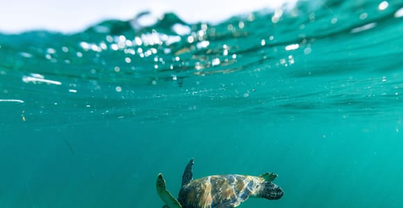 Sydney: Manly and Shelly Beach Snorkeling Tour