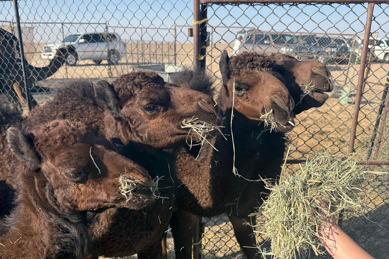Salalah: Empty Quarter Desert Adventure to Hashman Dunes