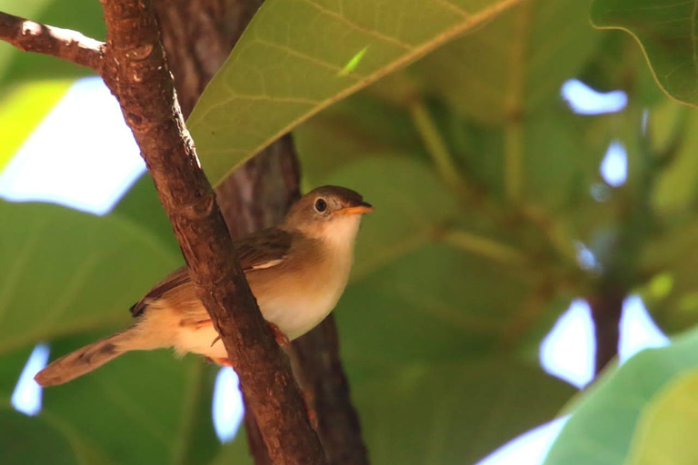 Livingstone: Birding Safari Half-Day or Full-Day Options