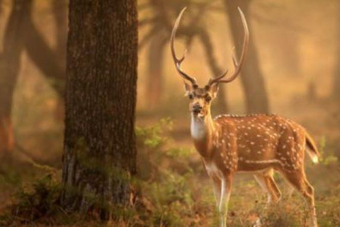 Delhi: tour della riserva di tigri di Sariska con pranzo a 5 stelleDelhi: Tour della Riserva delle Tigri di Sariska con pranzo a 5 stelle
