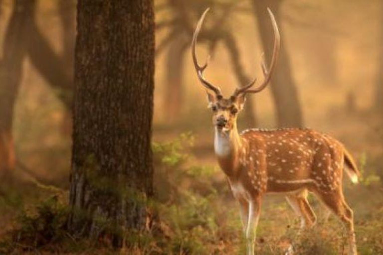Delhi: tour della riserva di tigri di Sariska con pranzo a 5 stelleDelhi: Tour della Riserva delle Tigri di Sariska con pranzo a 5 stelle