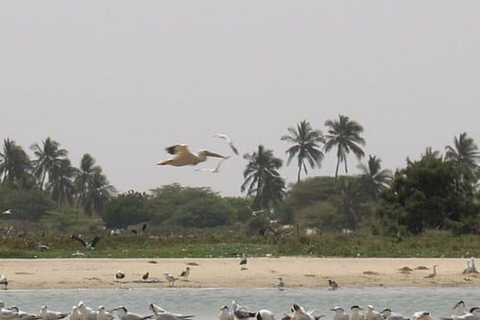 From Dakar: 7-Day Senegal Tour with Gorée Island & Safari