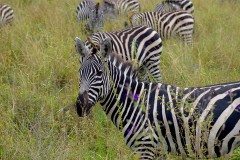 Arusha: Tarangire National Park Day Safari Joining Safari (1-2 People)