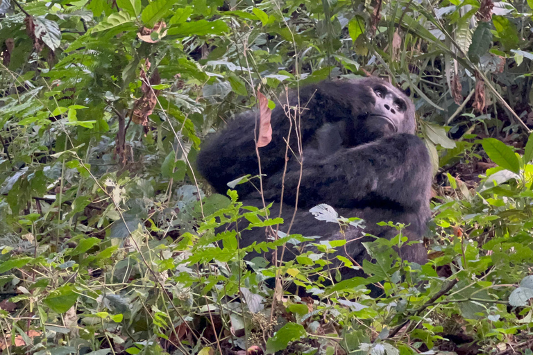 8-dagars vandringsresa med gorillor i Rwanda, Uganda och Kongo (DRC)