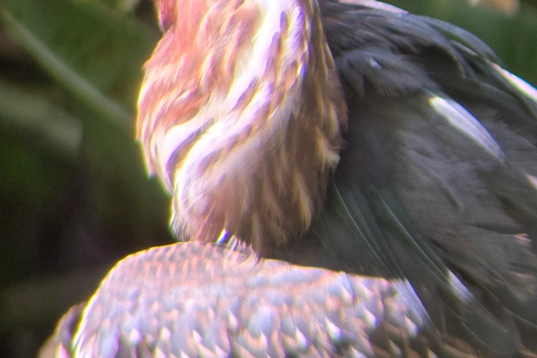 Cahuita: Hiking and wildlife watching tour